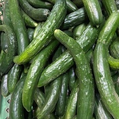 12新朝収穫きゅうり！漬物用、きゅうりになります！値段のほうは5キロ1000円になります。もしよかったらよろしくお願いいたします。の画像