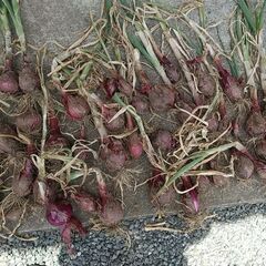 赤玉ねぎ。1玉約200g。残りわずかです。の画像