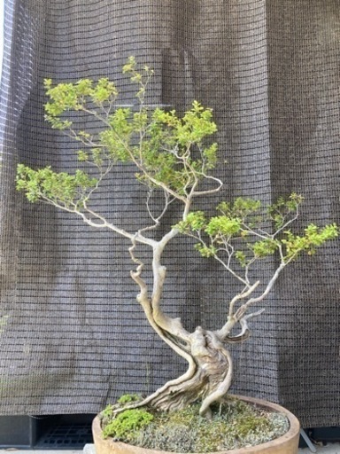 ツゲの盆栽　希少　一点物　鉢植　和モダン　BONSAI