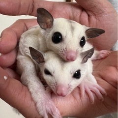フクロモモンガ　プラチナモザイクWF ♂️♀️