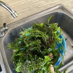 水槽水草　廃棄予定なので本日のみです。の画像