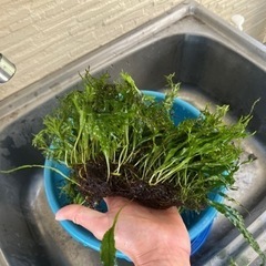 水槽水草　廃棄予定なので本日のみです。の画像