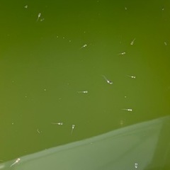 3色幹之ラメメダカ稚魚　30匹　生後約1か月