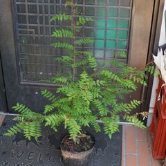 ★山椒★苗