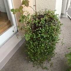 ワイヤープランツとブラックベリー　苗の画像