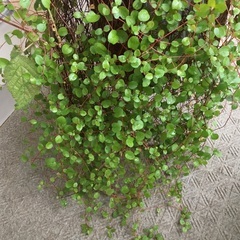 ワイヤープランツとブラックベリー　苗の画像