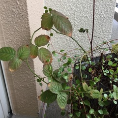 ワイヤープランツとブラックベリー　苗の画像