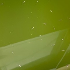夜桜ゴールドメダカ稚魚　生後約1か月   30匹