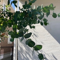ユーカリ　剪定した枝葉たくさんの画像