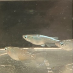 🌸マリアージュロングフィン2ペア🌸の画像