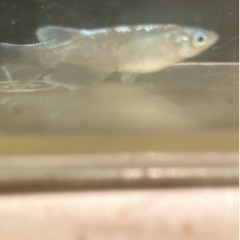 🌸マリアージュロングフィン2ペア🌸の画像