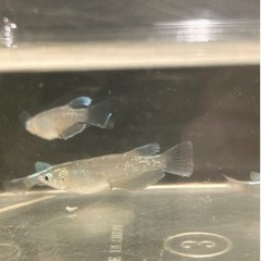 🌸マリアージュロングフィン2ペア🌸の画像