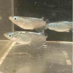 🌸マリアージュロングフィン2ペア🌸の画像