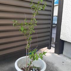 ムラサキシキブの画像