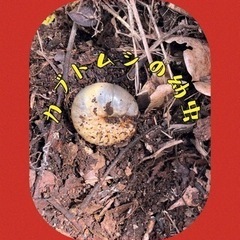 ★カブトムシの幼虫★