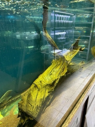 超特大流木　
