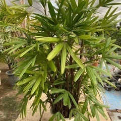 觀音竹(カンノンチク)