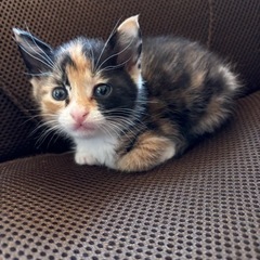 優しい保護主様決定！　生後1ヵ月　可愛い元気な三毛猫ちゃん