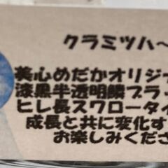 メダカ　クラミツハ玄　５ペア＋１