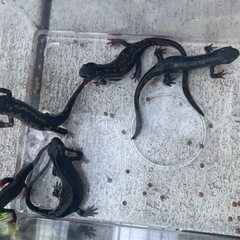 イモリ　5匹　+ 飼育BOX付き