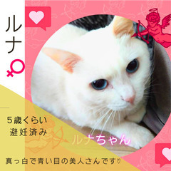 明日‼︎5/19(日)【保護猫のマッチングスペースDreams】...