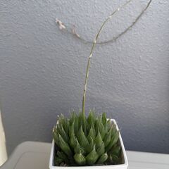 ハオルチア　チャイナドレス　多肉植物　①
