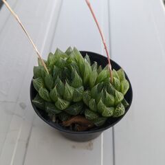 ハオルチア　チャイナドレス　多肉植物　②