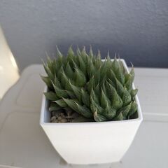 ハオルチア　チャイナドレス　多肉植物　③