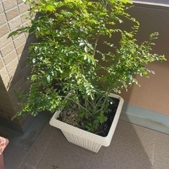 シマトネリコ　3本セット
の画像