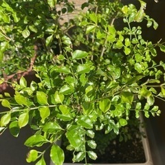 シマトネリコ　3本セット
の画像