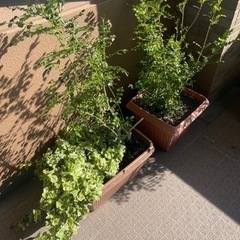 シマトネリコ　3本セット
