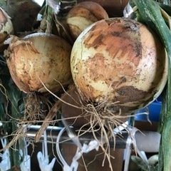 新玉ねぎ（3個入）