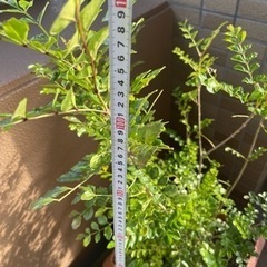 シマトネリコ　3本セット
の画像