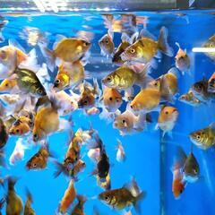 金魚　自家産　オランダシシガシラ