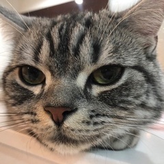 里親さん急募
