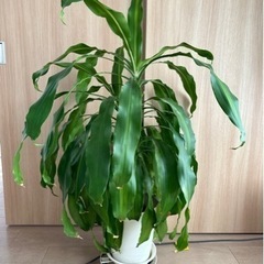 観葉植物ドラセナ