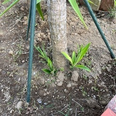 生活雑貨 観葉植物青年の木（商談中） 　 　　の画像