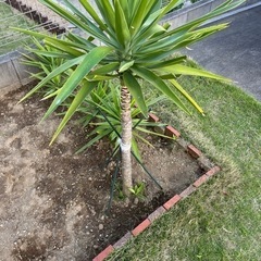 生活雑貨 観葉植物青年の木（商談中） 　 　　