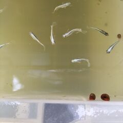 メダカ【マリアージュ、水槽、ラムズホーン】残り１セットお早めに
