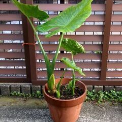 クワズイモ5(大)の画像