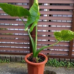 クワズイモの画像
