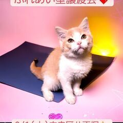 6/1(土)ふれあい型譲渡会♪　生後2ヵ月足長マンチカン♀(⋈◍...