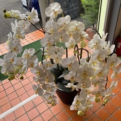 No.111中古　胡蝶蘭　　オブジェ　　造花の画像