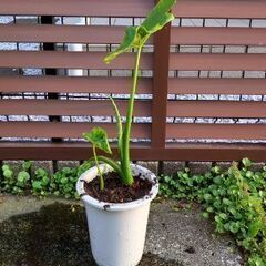 クワズイモ6の画像