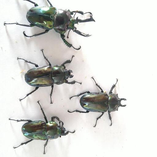 グリーンピカール　爆産セット　♂1♀3