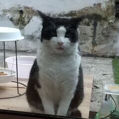 飼い主のいない猫　里親さんを探しています:しばらく受付を休止させ...