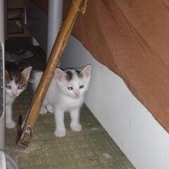 急募‼️子猫の里親を探しています。のこり1匹‼️一時停止