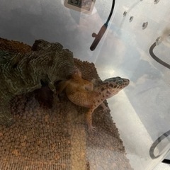 ヒョウモントカゲモドキ♂  タンジェリンhetトレンパー エクリプス