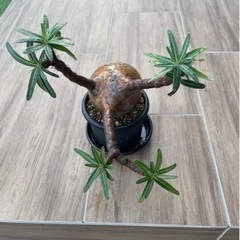 特大パキポディウム グラキリス