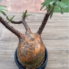 特大パキポディウム グラキリス